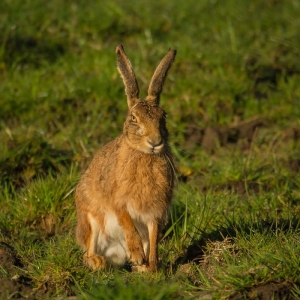 Redwell   18 04 2017 (22 Of 51).jpg